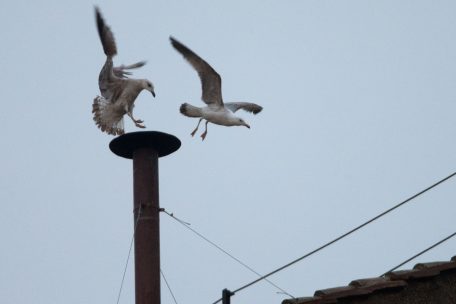 Das Konklave der Kardinäle wählt den neuen Papst in der Sixtinischen Kappelle neben dem Petersdom – und verbrennt danach die Wahlzettel in einem Kamin. Aus diesem Schornstein quillt weißer Rauch, wenn das Konklave einen Papst gefunden hat – oder schwarzer, wenn kein Kandidat die nötige Mehrheit bekommen hat.