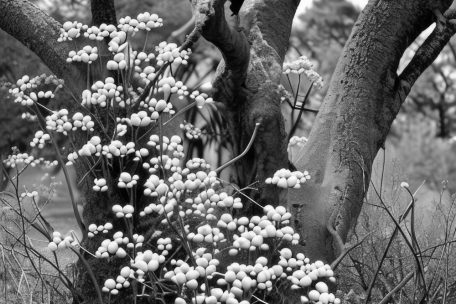 KI-generierte Fotografie: &bdquo;Palmulina cerulea, De Rerum Natura&ldquo;
