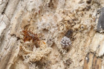 Neuentdeckte Art / Knochensammler-Raupe trägt Überreste ihrer Beute als Tarnung