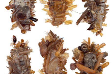 Die Knochensammler-Raupe trägt als Tarnung Körperteile ihrer Beuteinsekten. Das Bild zeigt verschiedene Varianten dieser sorgfältig konstruierten Tarnungen.