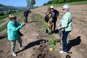 Diekirch / Wein aus dem Norden: Startschuss für das Projekt „DiWäin“ auf dem Härebierg