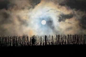 Weinbau  / Absatzkrise, Bürokratismus und Flächenbrachen: Privatwinzer in Luxemburg plagen viele Sorgen