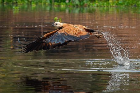 Tierfotografie / Jäger der Flüsse: Der Fischbussard – „Busarellus nigricollis“
