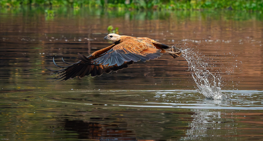 Tierfotografie / Jäger der Flüsse: Der Fischbussard – „Busarellus nigricollis“