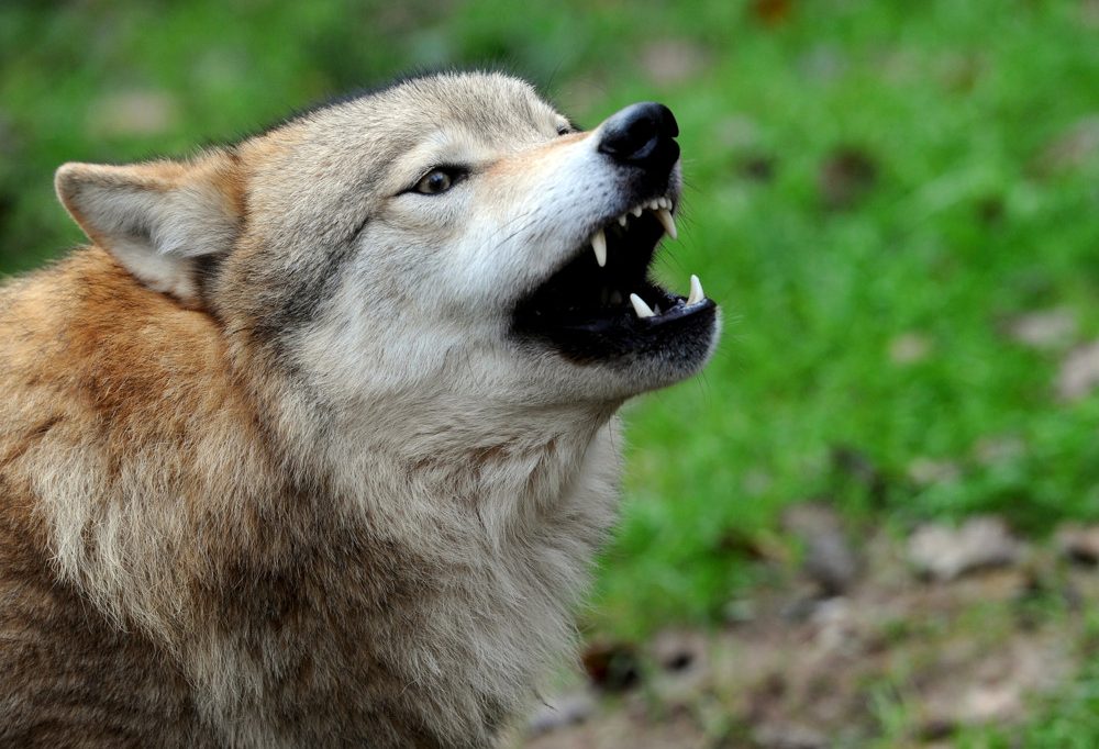 Das EU-Parlament könnte am Donnerstag den Wolf zum Abschuss freigeben