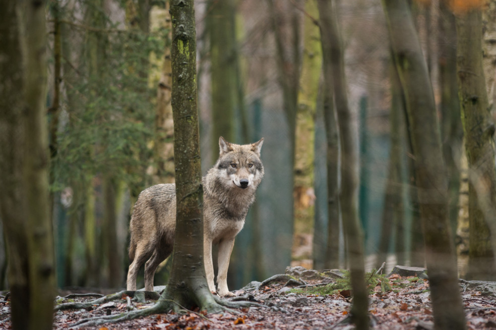EU-Parlament stimmt für schnelleren Abschuss von Wölfen – gemischte ...