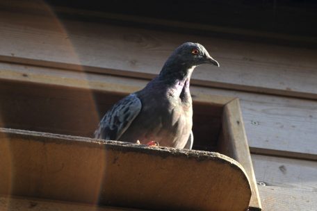 Tiere / Betreuung mit System: So reguliert die Stadt Esch ihre Taubenpopulation