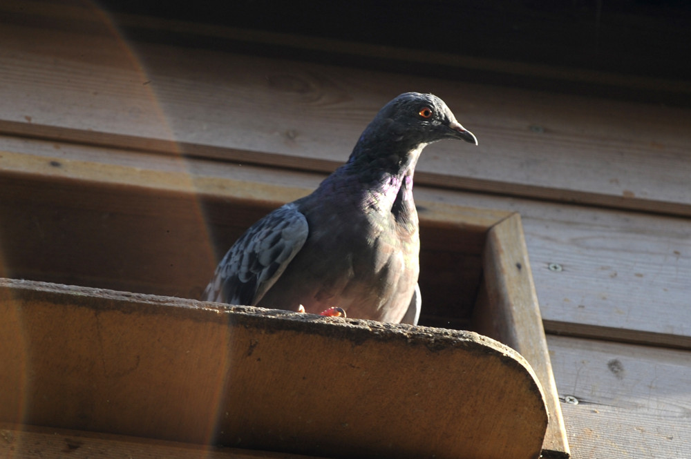 Tiere / Betreuung mit System: So reguliert die Stadt Esch ihre Taubenpopulation