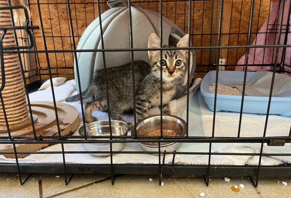In Kiste eingeschlossen / Kätzchen erlebt Horror-Fahrt im Lkw von der Türkei bis nach Trier