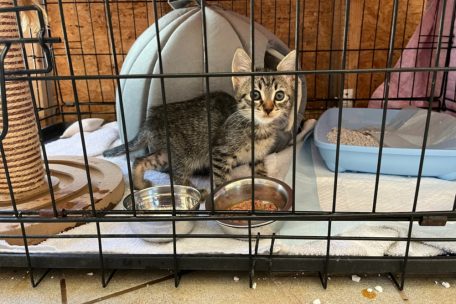 In Kiste eingeschlossen / Kätzchen erlebt Horror-Fahrt im Lkw von der Türkei bis nach Trier