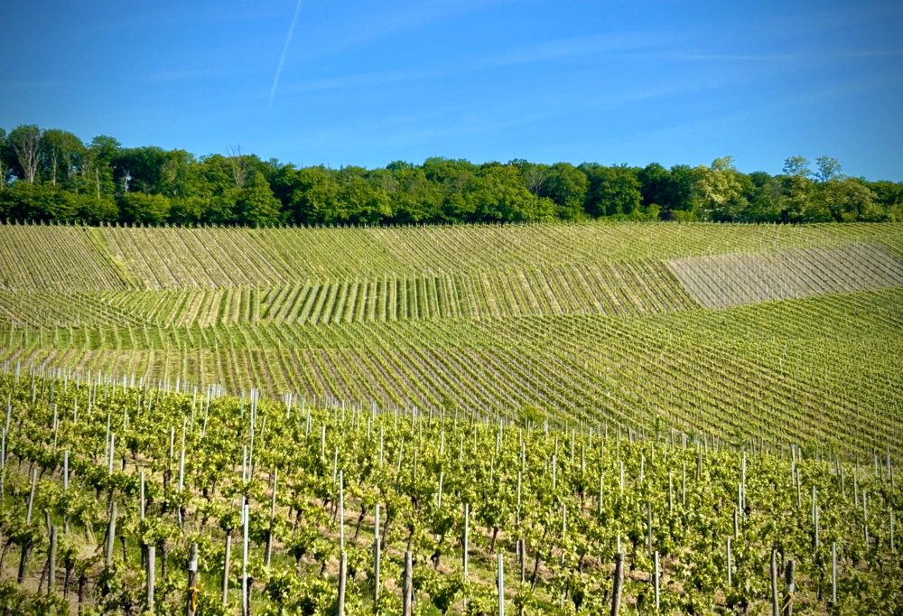 Esch-Schengen / Zwei Gemeinden – ein Wein: Pinot blanc „les deux rives“ wird am Dienstag vorgestellt