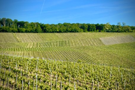 Esch-Schengen / Zwei Gemeinden – ein Wein: Pinot blanc „les deux rives“ wird am Dienstag vorgestellt