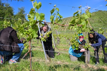 Domaine Tageblatt / Frühjahrsputz im Weinberg: Warum weniger am Ende besser ist
