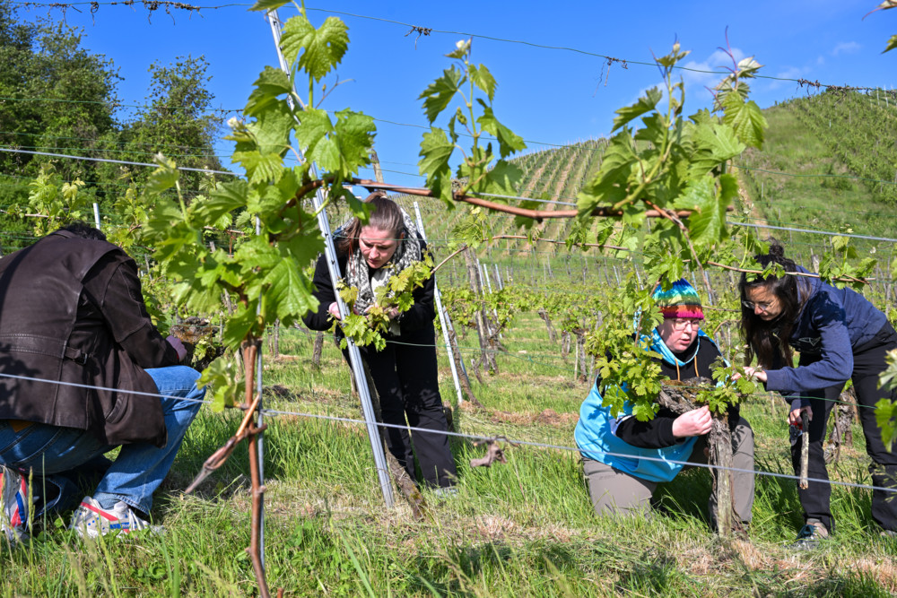 Domaine Tageblatt / Frühjahrsputz im Weinberg: Warum weniger am Ende besser ist