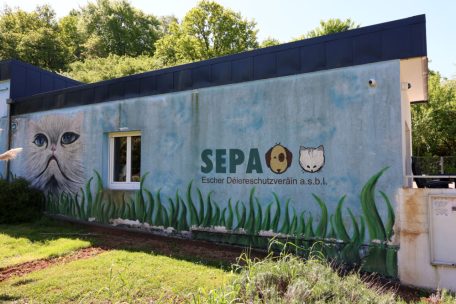 Tierschutz / Es weht ein frischer Wind im Escher Tierasyl 