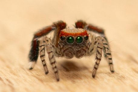 MNHN / Klimawandel auf acht Beinen: Bunte Spinne wagt sich erstmals nach Luxemburg