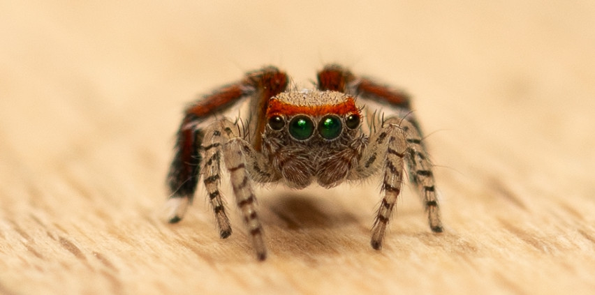 MNHN / Klimawandel auf acht Beinen: Bunte Spinne wagt sich erstmals nach Luxemburg