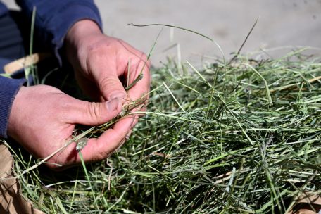 Landwirtschaft / Digitales Heu für Luxemburg: So funktioniert „hee.lu“