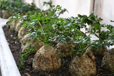 Ein zu geringer Selbstversorgungsgrad bei Obst und Gemüse ist nur ein Beispiel von vielen, wo es Verbesserungen geben kann