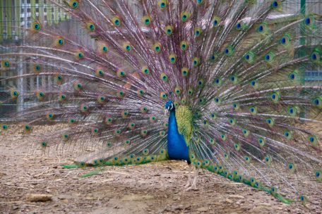 Die Flatter-WG / Der „Escher Déierepark“ gibt Einblick in eine tierische Wohngemeinschaft
