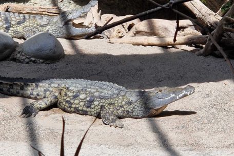 Ein Krokodil genießt sein Sonnenbad im Baseler Zoo