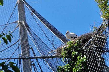 Eins von vielen Vogelnestern in und rund um Basel