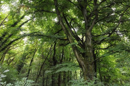 Der Wald, überlebenswichtig für Mensch und Natur
