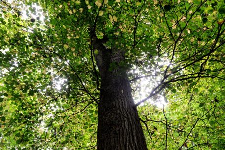 Lebensader Wald: Jeder Baum ist ein eigener Mikrokosmos