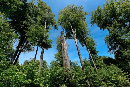 Ein Großteil der Bäume in den Luxemburger Wäldern ist geschwächt