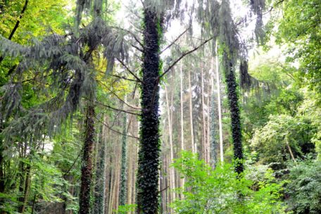 Die Bäume haben kaum noch Möglichkeiten, sich zu erholen