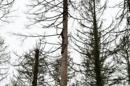 Klimawoche / Wie Esch das Baumsterben bewältigen will