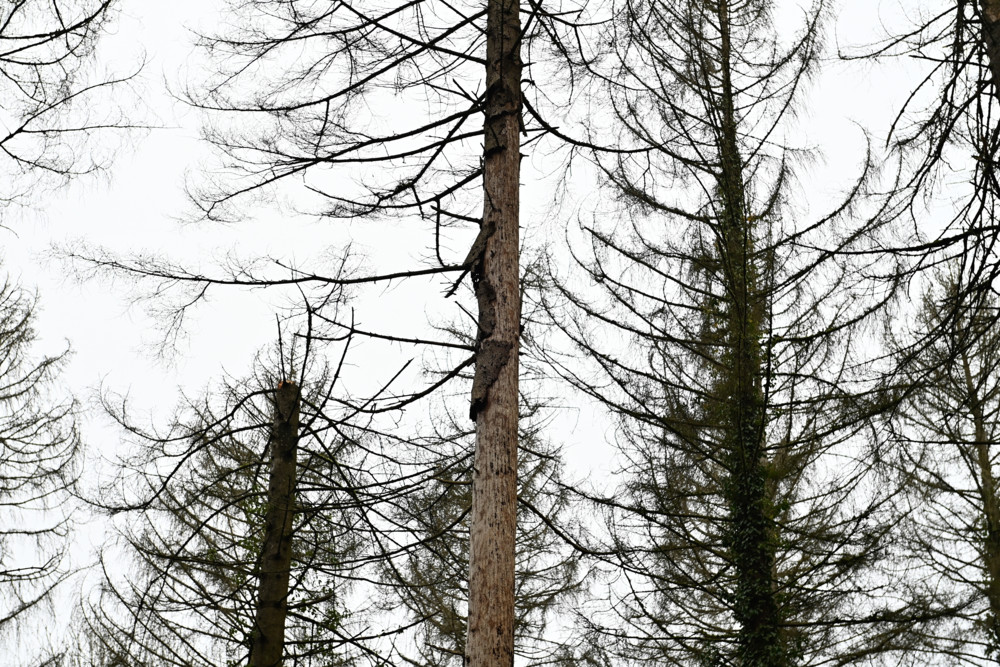 Klimawoche / Wie Esch das Baumsterben bewältigen will