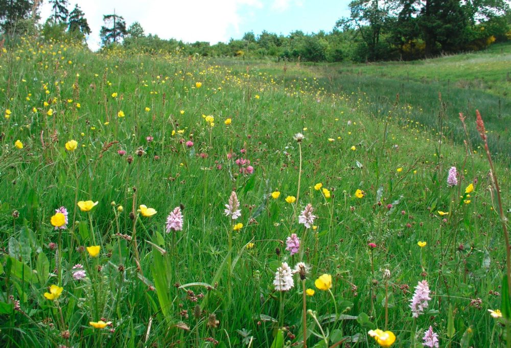 Unter Naturschutz / Orchideenblüten bringen Luxemburgs Feuchtwiesen zum Aufleuchten
