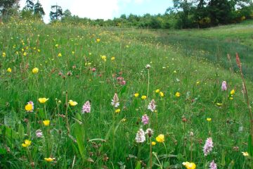 Unter Naturschutz / Orchideenblüten bringen Luxemburgs Feuchtwiesen zum Aufleuchten