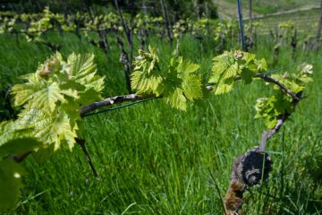 Rückblick auf Jahrtausende / Die Geschichte des Weinbaus in Luxemburg