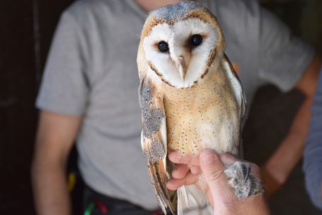 Artenschutz / Wie Nistkästen Luxemburgs Schleiereule vor dem Verschwinden retten sollen