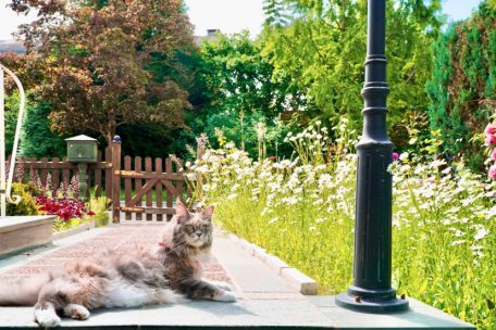 Katzen gehören zu den beliebtesten Haustieren, doch nicht jeder Gartenbesitzer ist erfreut, wenn fremde Stubentiger ihr Grundstück heimsuchen und unschöne Überraschungen in den Beeten hinterlassen