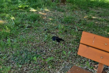 Für die Vogelfreunde in Lallingen hinterlässt der aktuellste Fund toter Krähen einen schlechten Beigeschmack