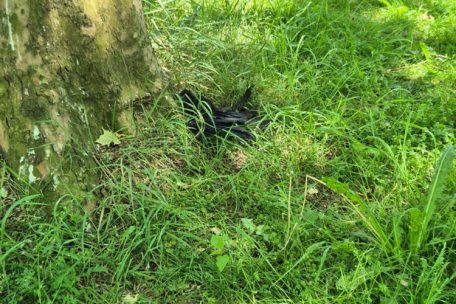 Makabrer Anblick: eine tote Krähe, ohne jegliches Anzeichen einer Verletzung