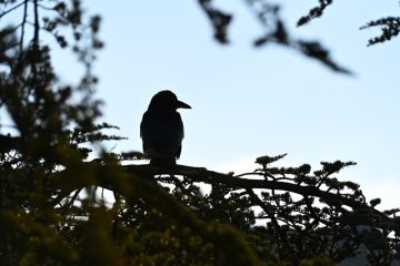 Tote Krähen in Esch / Gemeinde schließt Einsatz von Giftködern aus