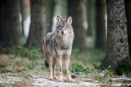 Europa / EU-Länder geben final grünes Licht für mehr Wolf-Abschüsse