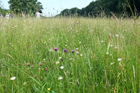 Die heimischen Wildpflanzen sind besten an Klima und Boden des Landes angepasst
