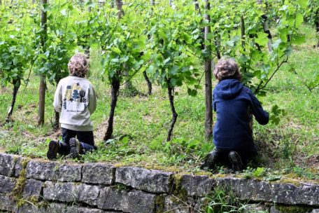 Domaine Tageblatt / Die „miniWënzer“: Kinder entdecken die Arbeit im Weinberg – und noch viel mehr 
