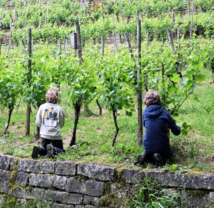 Domaine Tageblatt / Die „miniWënzer“: Kinder entdecken die Arbeit im Weinberg – und noch viel mehr 