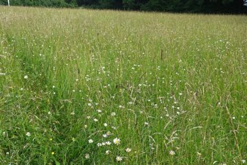 Wo die Wiese wieder summt / Renaturierungsprojekt in Mamer schafft neuen Lebensraum für Pflanzen und Insekten