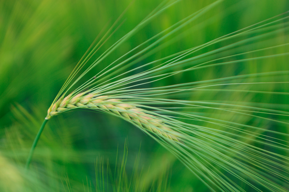 Europa / EU-Staaten beschließen Zölle auf russische Dünger und Nahrung