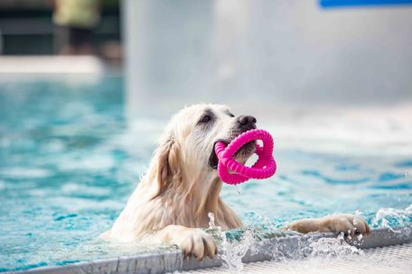 Tiere / Sind Hunde die besseren Kinder? In bestimmter Hinsicht schon