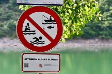 Stausee / Blaualgen tauchen immer früher auf – Wissenschaftler rätseln noch über Ursache