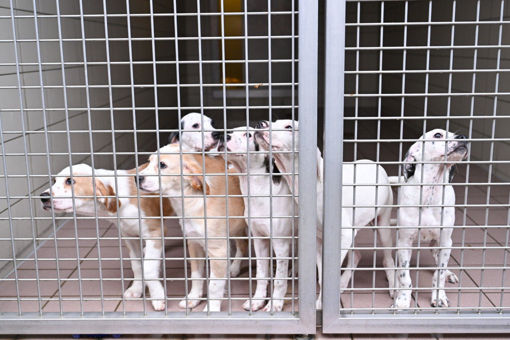 Möglicher Meilenstein für Tierschutz / Europaparlament stimmt über erste Verordnung zum Wohl von Hunden und Katzen sowie gegen illegalen Tierhandel ab