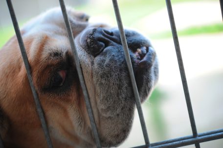 Klares Bekenntnis zum Tierschutz / EU-Parlament verabschiedet erste Verordnung zum Wohl von Hunden und Katzen